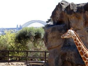 The zoo animals have the best harbour views
