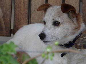 Dads faithful dog - Willy. Never far from his side these days.