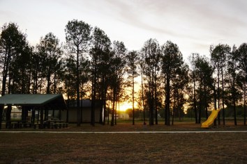 OriginalPineTrees_Playground_January2016C