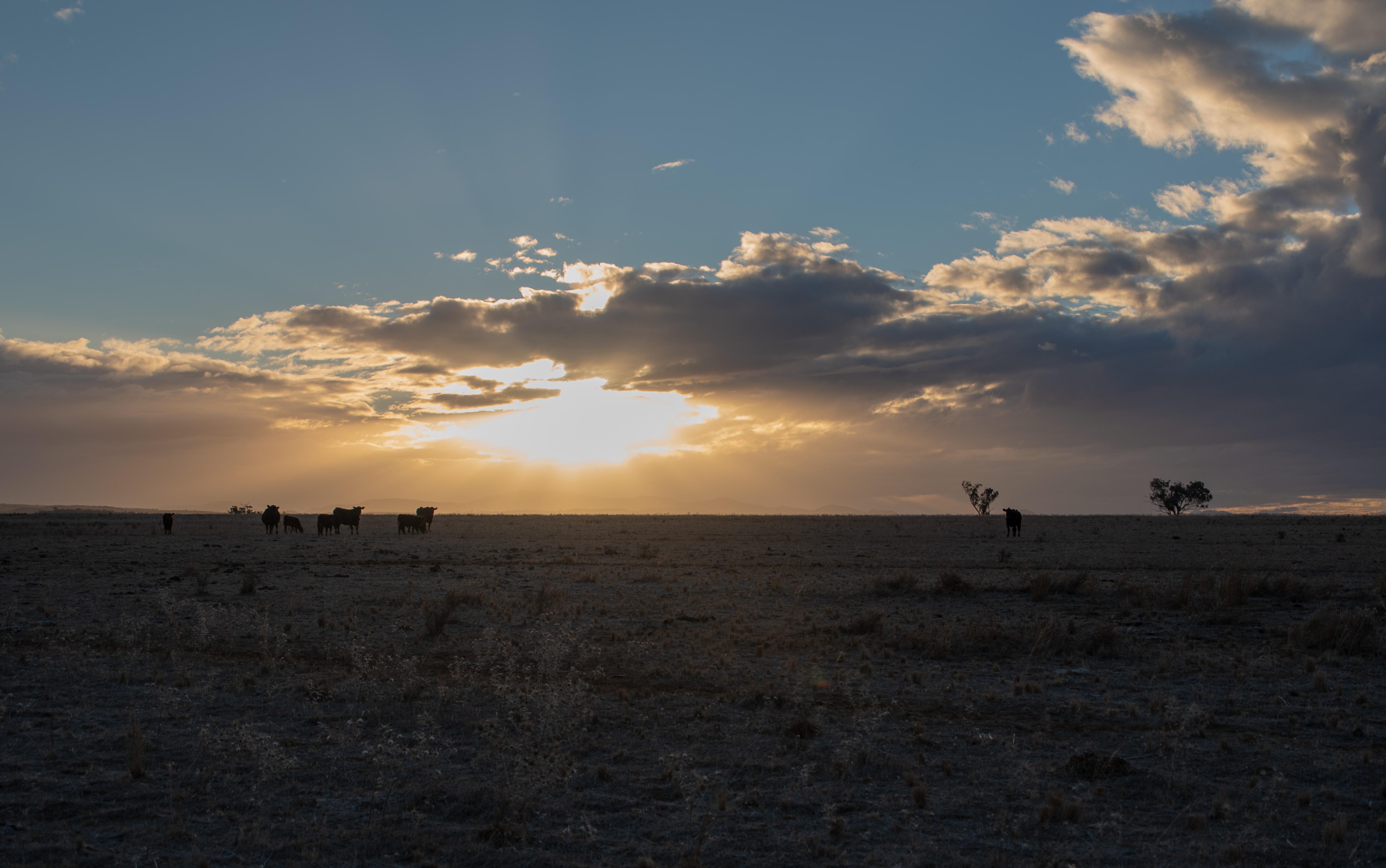 countryhorizons_cowsatsunsetstorm2