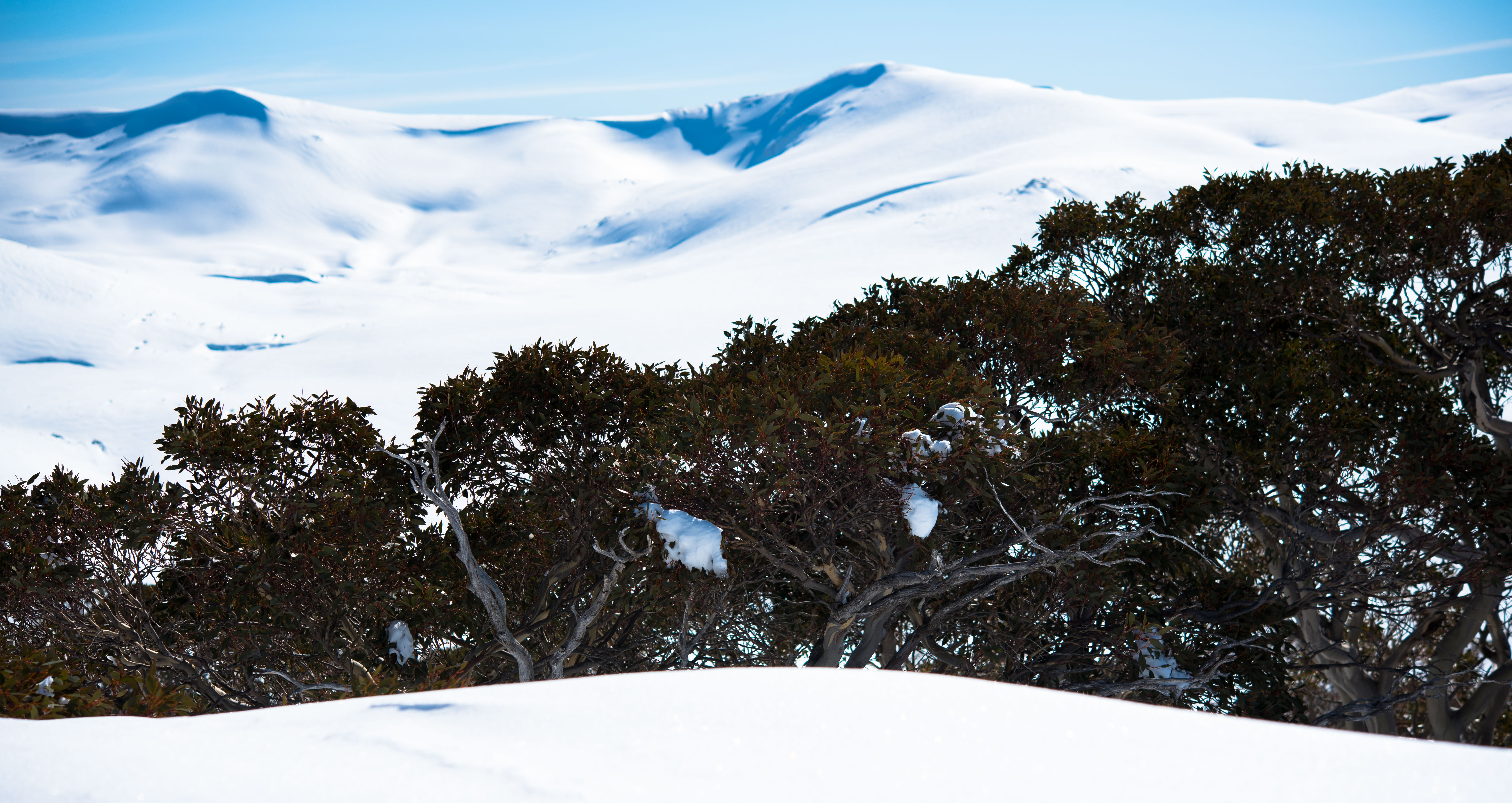 countryhorizons_cpsr_mykozzie